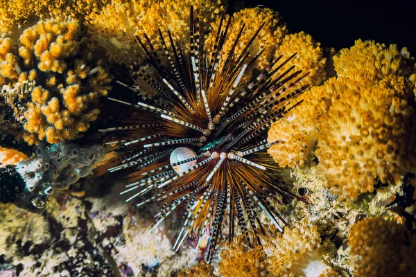 Sea Urchin Rock Sea Urchin Macro Marine Life Coral Reef — Stock Photo, Image