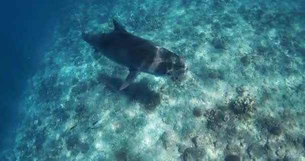 Tiger Shark Swims Clear Blue Ocean Freediving Tiger Sharks High — Stock Video