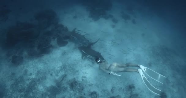 Mulher Mergulha Com Tubarões Enfermeira Mar Azul Tropical Nas Maldivas — Vídeo de Stock