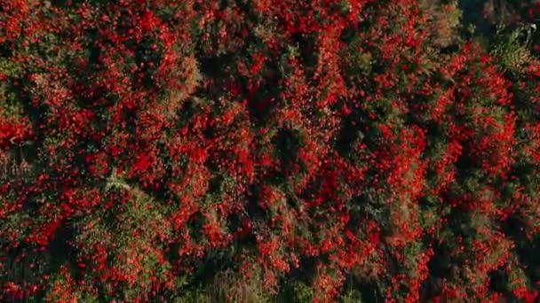 Flowering Poppy Field Sun Light Wild Red Flowers Aerial View — Stock Video
