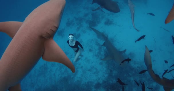 Привлекательная Женщина Фридайвер Ныряет Плавает Акулами Медсестрами Голубом Океане Мальдивах — стоковое видео