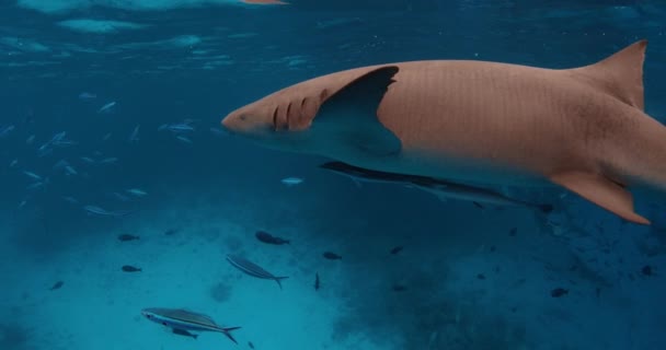 Egy Nővércápával Úszni Trópusi Kék Tengeren Halak Cápák Iskolája Kék — Stock videók
