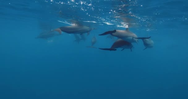 Delphine Pod Schwimmt Unter Wasser Blauen Ozean Delfine Leben Freier — Stockvideo