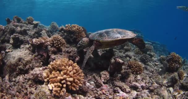 Zeeleven Zeeschildpadden Eten Koraalrif Blauwe Oceaan Schildpad Zwemt Onder Water — Stockvideo