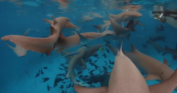 Плавание Акулами Медсестрами Тропическом Синем Море Школа Рыб Акул Голубом — стоковое видео