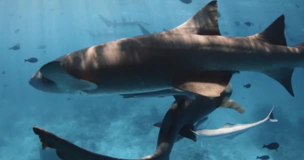Tropikal Denizde Bir Sürü Tropikal Balık Hemşire Köpekbalığıyla Yüzmek Mavi — Stok video
