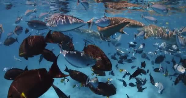 Nager Avec Beaucoup Poissons Tropicaux Infirmières Requins Dans Mer Tropicale — Video