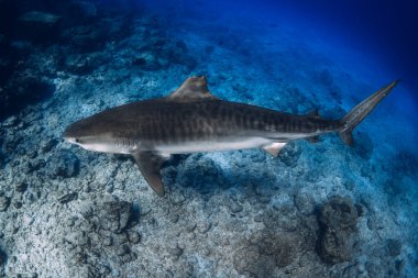 Tiger shark on deep in blue ocean. Diving with dangerous tiger sharks. clipart