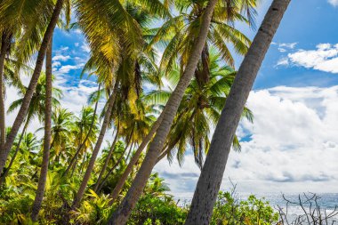 Maldivler adasındaki tropik tatil plajı. Palmiyeler ve güneşli mavi gökyüzü ile seyahat bayrağı