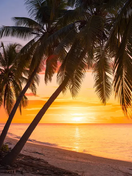 Coconut palm trees with sunrise or sunset at tropical beach with quiet ocean