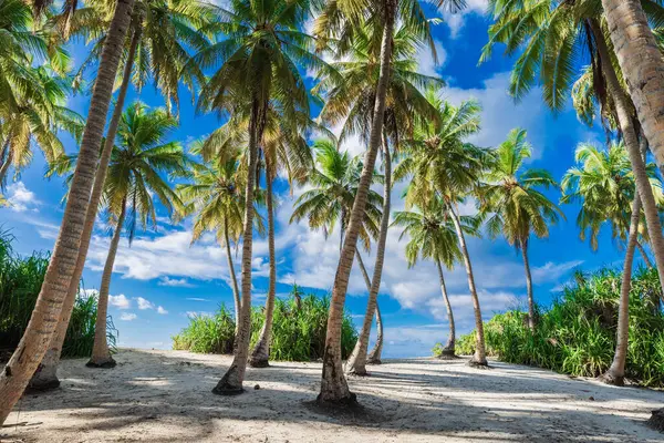 Luxury Holiday Beach Maldives Island Tropical Banner Palms Sunny Blue — Stock Photo, Image