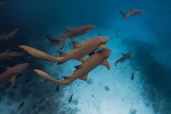 Pływanie Wieloma Rekinami Tropikalnym Oceanie Rekiny Malediwach — Zdjęcie stockowe