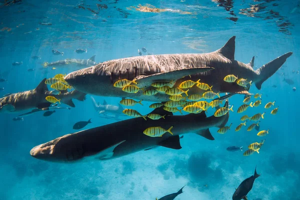 Swimming Tropical Fish Nurse Sharks Tropical Sea Sharks Maldives — Stock Photo, Image