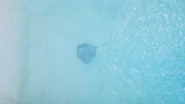 Stingray Pod Vodou Maledivách Žihadlo Plavající Modrém Oceánu Letecký Výhled — Stock video