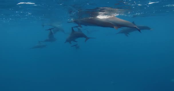 Капсула Дельфинов Плавает Водой Голубом Океане Семья Дельфинов Дикой Природе — стоковое видео