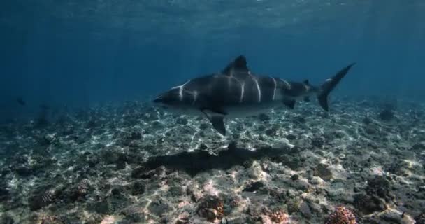 Shark Swims Clear Blue Ocean Shallow Water Diving Tiger Sharks — Stock Video