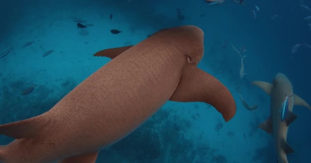 Žraloci Pod Vodou Tropickém Modrém Moři Škola Ryb Žraloků Modrém — Stock video