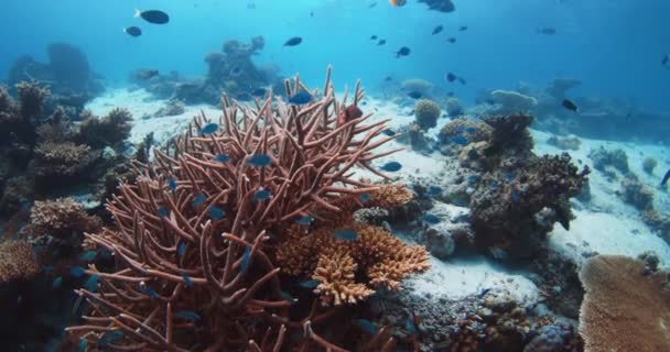 Υποβρύχια Κοραλλιογενή Ύφαλο Πολλά Τροπικά Ψάρια Όμορφα Ζωντανά Κοράλλια Και — Αρχείο Βίντεο