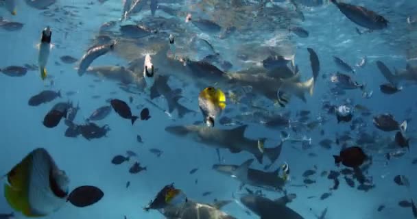 Плавание Большим Количеством Тропических Рыб Медсестринских Акул Тропическом Море Школа — стоковое видео