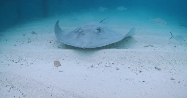 Stingray Onder Water Malediven Sting Ray Zwemmen Met Vissen Blauwe — Stockvideo