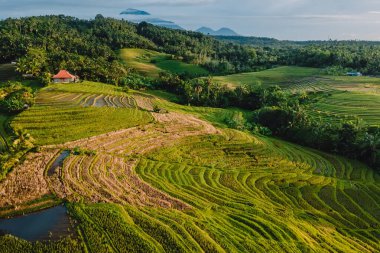 Pirinç teraslı havadan manzara, gün doğumu tonları ve gölgeler. Bali adasının kırsal kesiminde. Turist olmayan Bali