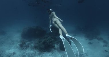 Kadın serbest dalgıç, Maldivler 'deki mavi okyanusta hemşire köpekbalıklarıyla yüzer ve süzülür. Yüksek kalite 4k görüntü