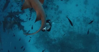Maldivler 'deki tropikal mavi denizde hemşire köpekbalıklarıyla yüzmek. Bir sürü köpekbalığı olan özgür bir kadın. Yüksek kalite 4k görüntü