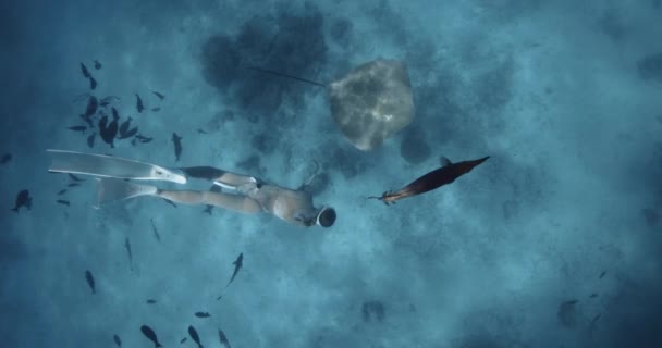 Attraktive Freitaucherin Schwimmt Mit Stachelrochen Blauen Meer Auf Den Malediven — Stockvideo