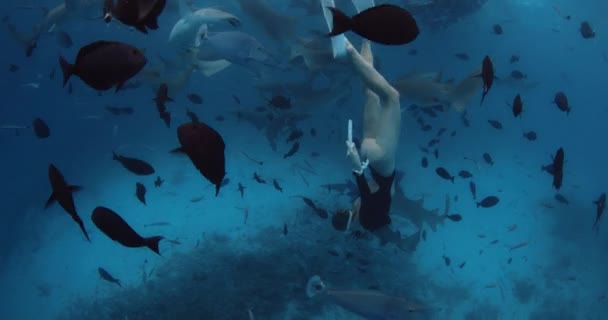 Aantrekkelijke Vrouw Freediver Duiken Zwemmen Met Verpleegkundige Haaien Vissen Blauwe — Stockvideo