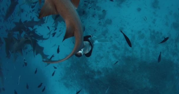 Nadando Com Tubarões Enfermeira Mar Azul Tropical Nas Maldivas Mulher — Vídeo de Stock