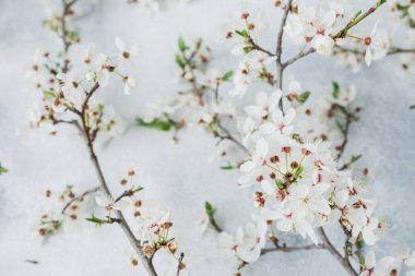 Beyaz erik ağacı çiçekleri gri arka planda izole edilmiş. Düz yerde, üst tarafta. Bahar zamanı arkaplanı.