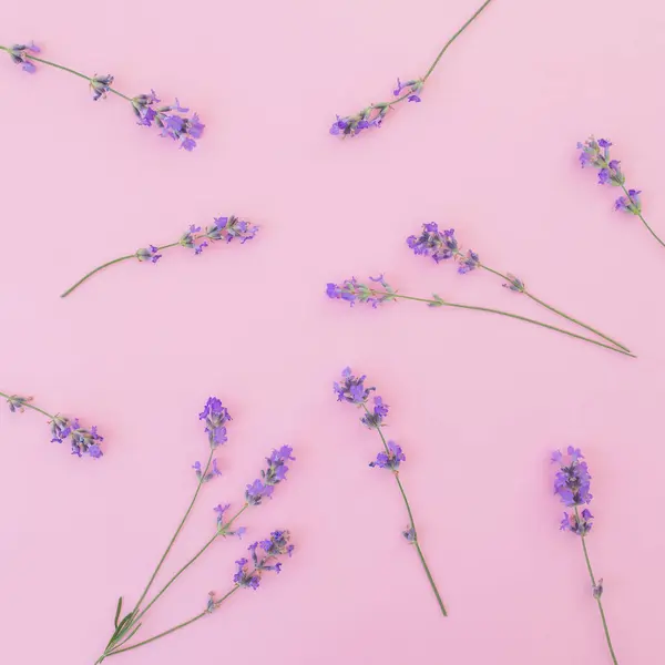 Lavender flowers isolated on pink background. Flat lay, Top view