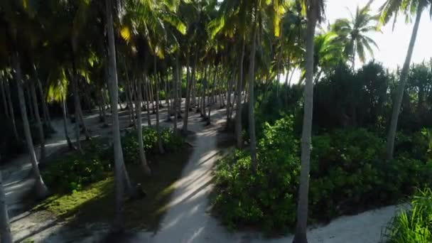 Luchtfoto Tussen Kokospalmen Vakantie Malediven Eiland Palmen Zonlicht Hoge Kwaliteit — Stockvideo