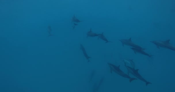 Delfine Schwimmen Unter Wasser Blauen Ozean Delfine Leben Freier Natur — Stockvideo