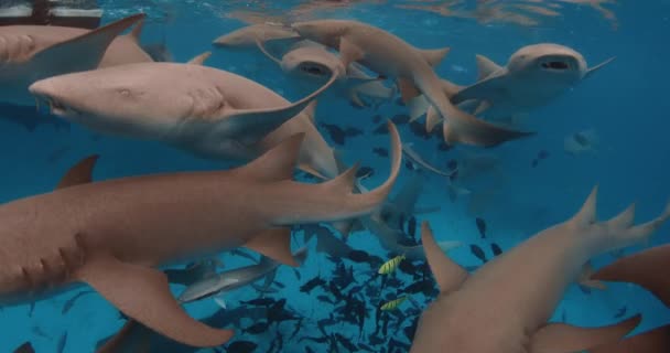 Cápák Víz Alatt Trópusi Kék Tengerben Halak Cápák Iskolája Kék — Stock videók