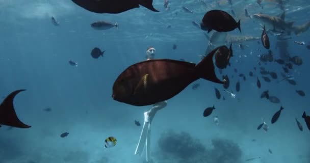 Mavi Okyanusta Serbest Dalgıç Kadın Hemşire Köpekbalıkları Tropikal Balıklarla Yüzüyor — Stok video
