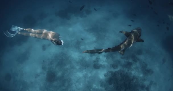 Femme Glisse Sous Eau Avec Nourrice Requin Dans Mer Bleue — Video