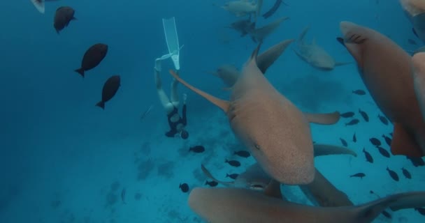 Búvárkodik Úszik Cápákkal Egy Trópusi Kék Tengerben Maldív Szigeteken Kiváló — Stock videók