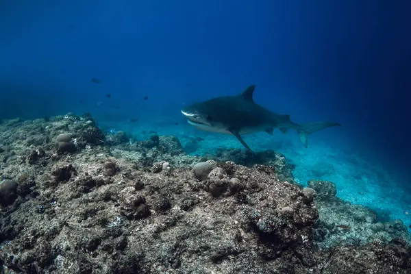 Tiger shark on deep in blue ocean. Shark with sharp teeth. Diving with dangerous tiger sharks.