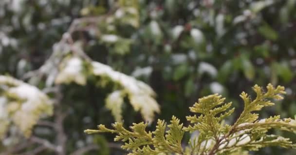Arbusto Photinia Bajo Nieve Invierno Imágenes Alta Calidad — Vídeo de stock