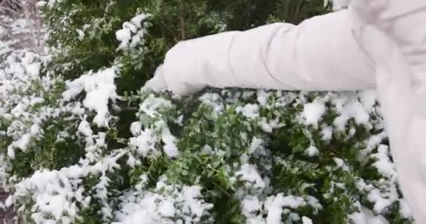 女人的手从装饰的灌木丛中抖落积雪 高质量的4K镜头 — 图库视频影像