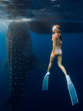 Mavi okyanusta yüzgeçleri ve balina köpekbalığı olan zayıf bir kadın. Suyun altında köpekbalığı ve serbest dalgıç