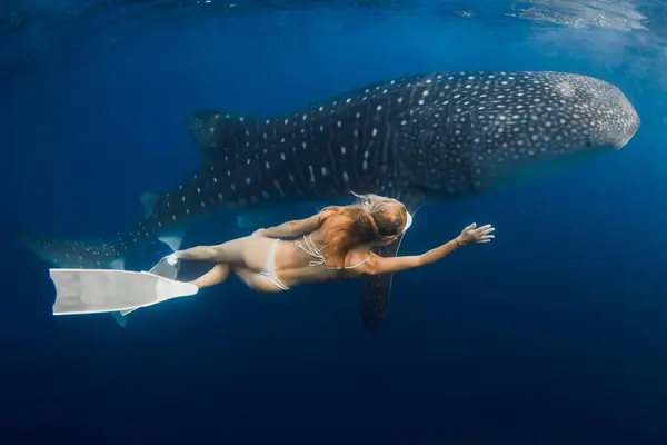 Young slim woman swims with Giant whale shark in blue ocean. Shark underwater and beautiful lady