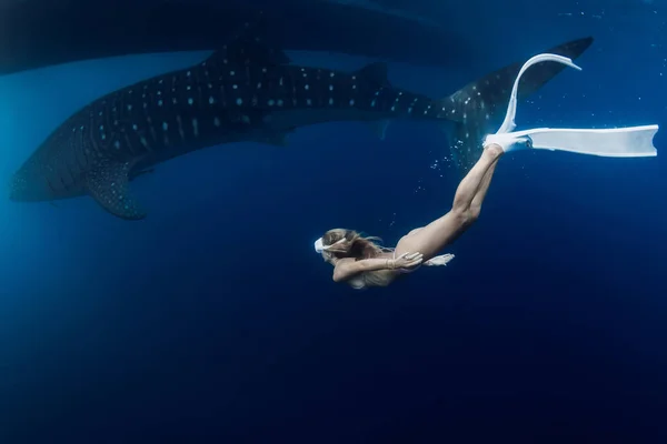 Slim woman swims with whale shark in blue ocean. Shark swimming underwater and beautiful lady diver