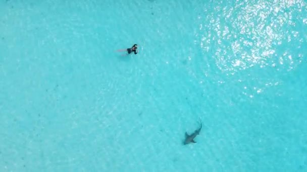 Mulher Nadando Com Arraia Nas Maldivas Peixes Arraia Nadando Oceano — Vídeo de Stock