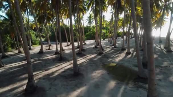 Flygdrönare Utsikt Bland Kokospalmer Palmer Maldiverna Palmer Solig Dag Högkvalitativ — Stockvideo