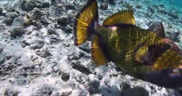 Trigger Fisk Transparent Blått Hav Sakta Rörelser Vattnet Havet Högkvalitativ — Stockvideo
