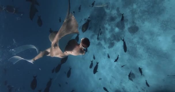 Vonzó Szabadúszó Aki Maldív Szigeteken Kék Óceánban Úszkál Sting Ray — Stock videók