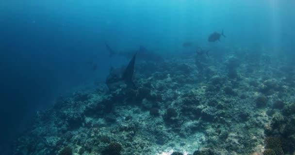 Tiburón Nada Océano Azul Claro Freediving Con Tiburones Tigre Imágenes — Vídeos de Stock