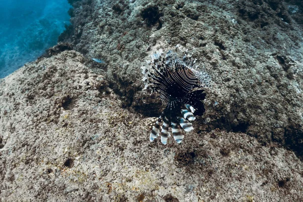 Oceano Tropicale Con Pesci Drago Pesci Leone Sul Fondo Della — Foto Stock